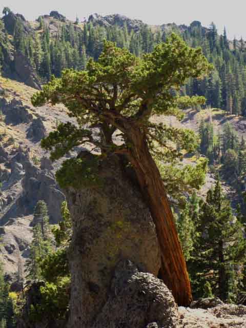 Juniper tree and great rock